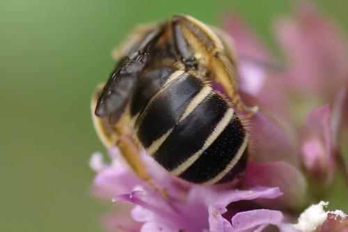 Réf. 271 229 : Halictus simplex